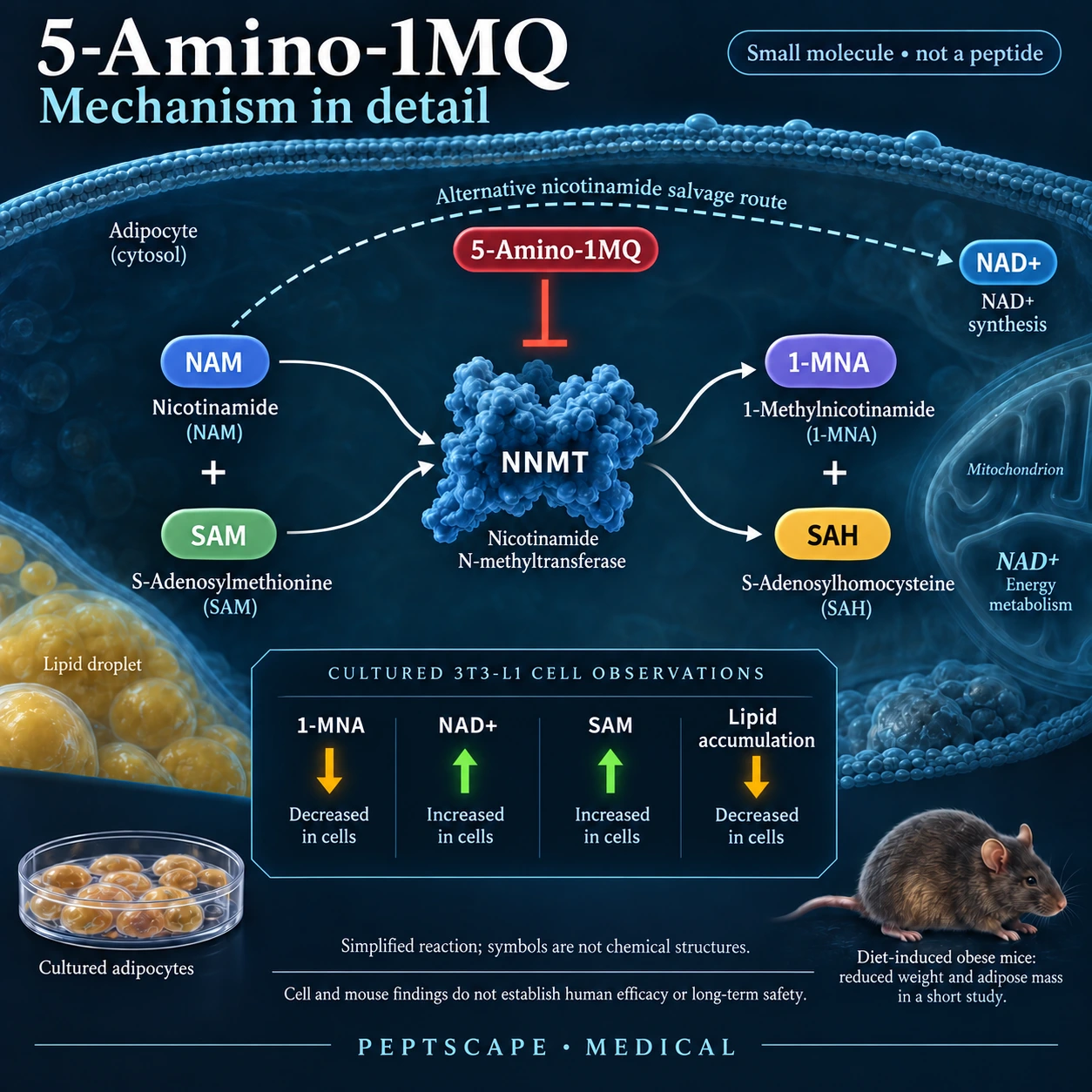 5-Amino-1MQ: Medical scientific diagram. Open full size to read labels; evidence and limitations appear in the profile.