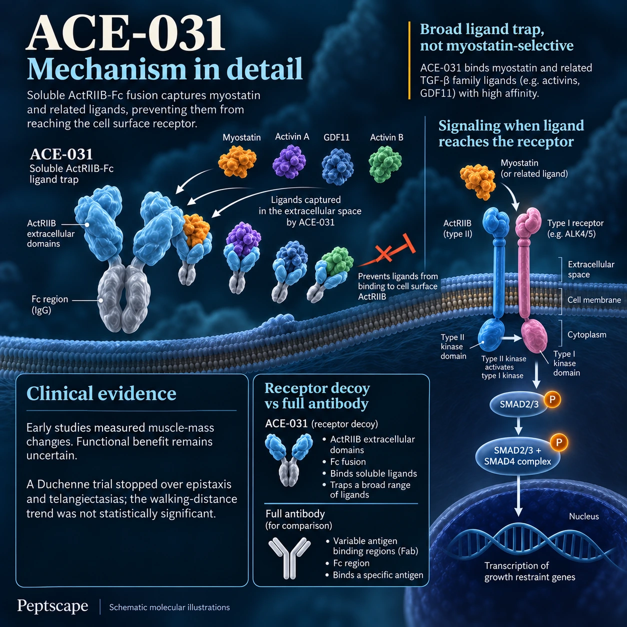 ACE-031: Medical scientific diagram. Open full size to read labels; evidence and limitations appear in the profile.