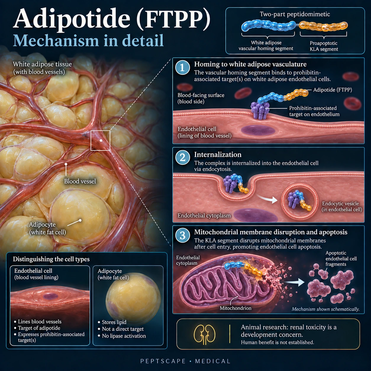Adipotide (FTPP): Medical scientific diagram. Open full size to read labels; evidence and limitations appear in the profile.