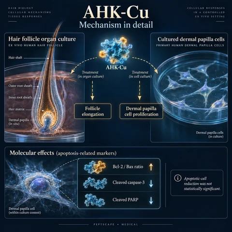 AHK-Cu: Medical scientific diagram. Open full size to read labels; evidence and limitations appear in the profile.