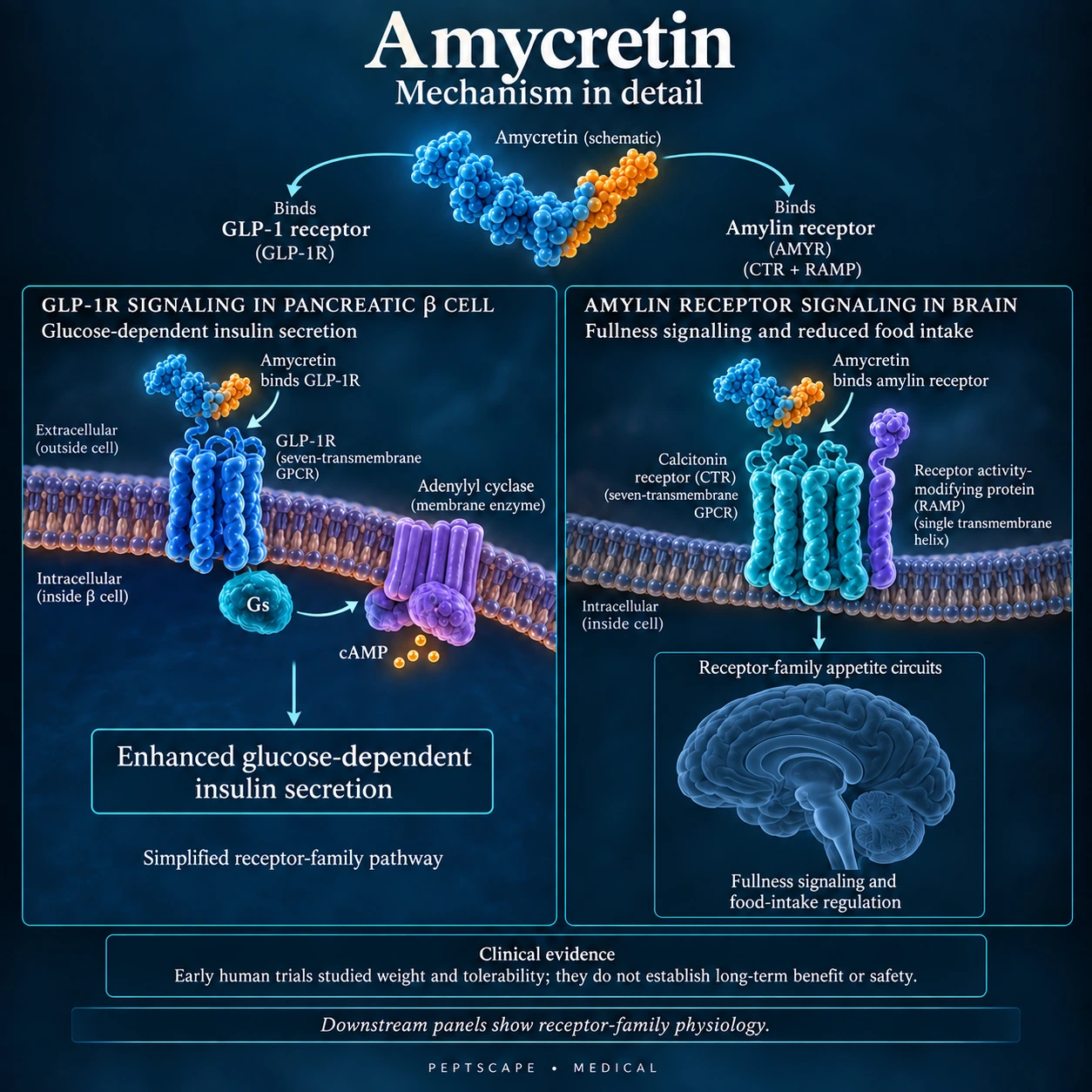 Amycretin: Medical scientific diagram. Open full size to read labels; evidence and limitations appear in the profile.