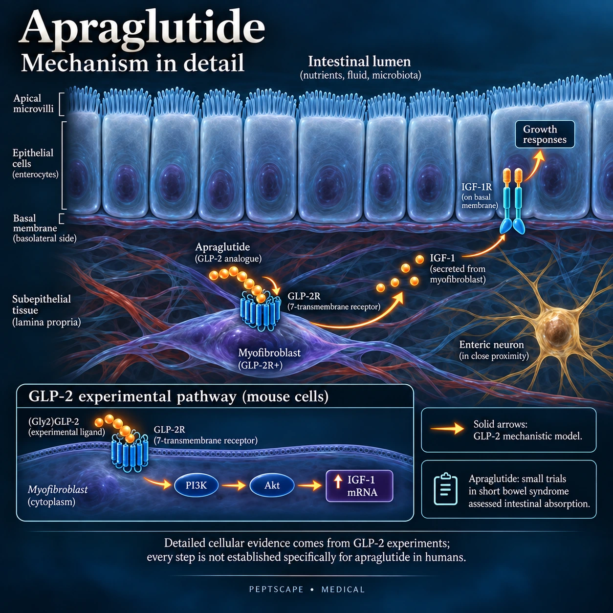 Apraglutide: Medical scientific diagram. Open full size to read labels; evidence and limitations appear in the profile.