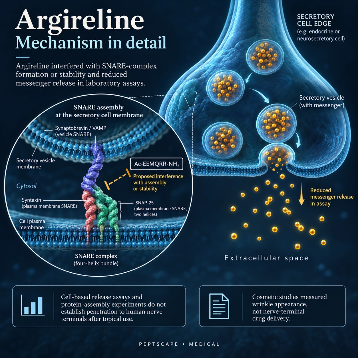 Argireline: Medical scientific diagram. Open full size to read labels; evidence and limitations appear in the profile.