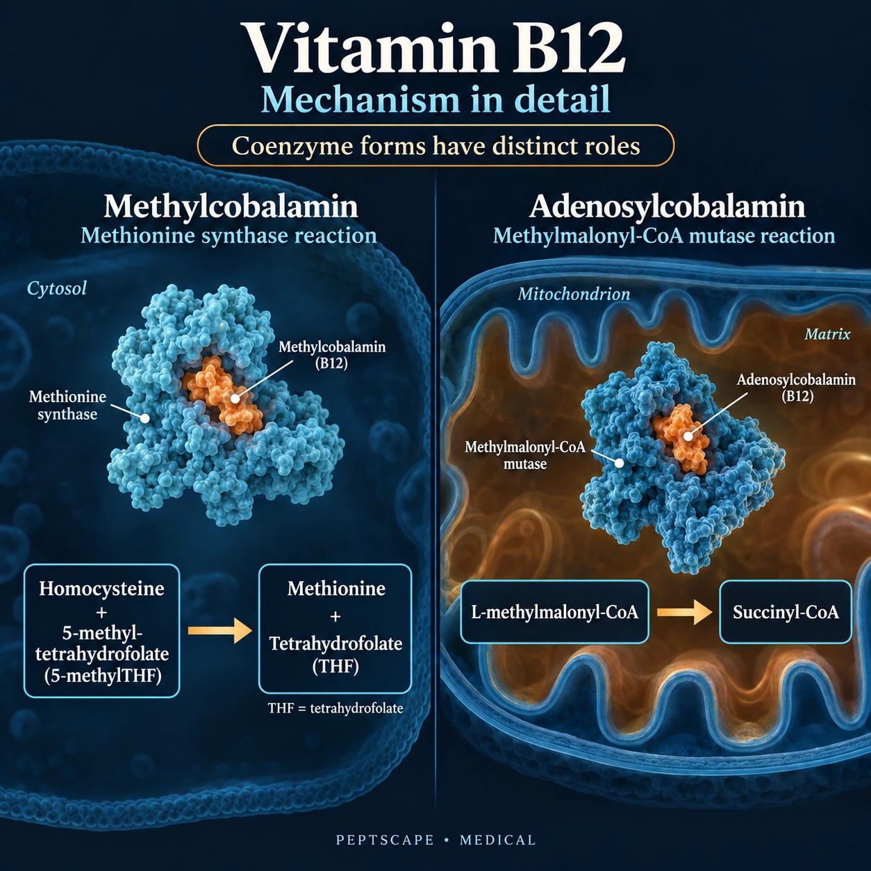 Vitamin B12: Medical scientific diagram. Open full size to read labels; evidence and limitations appear in the profile.