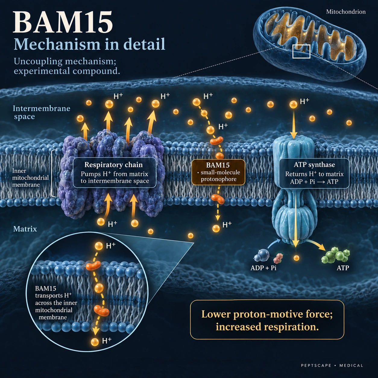 BAM15: Medical scientific diagram. Open full size to read labels; evidence and limitations appear in the profile.