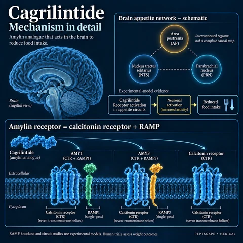 Cagrilintide: Medical scientific diagram. Open full size to read labels; evidence and limitations appear in the profile.