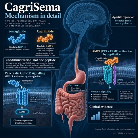 CagriSema: Medical scientific diagram. Open full size to read labels; evidence and limitations appear in the profile.
