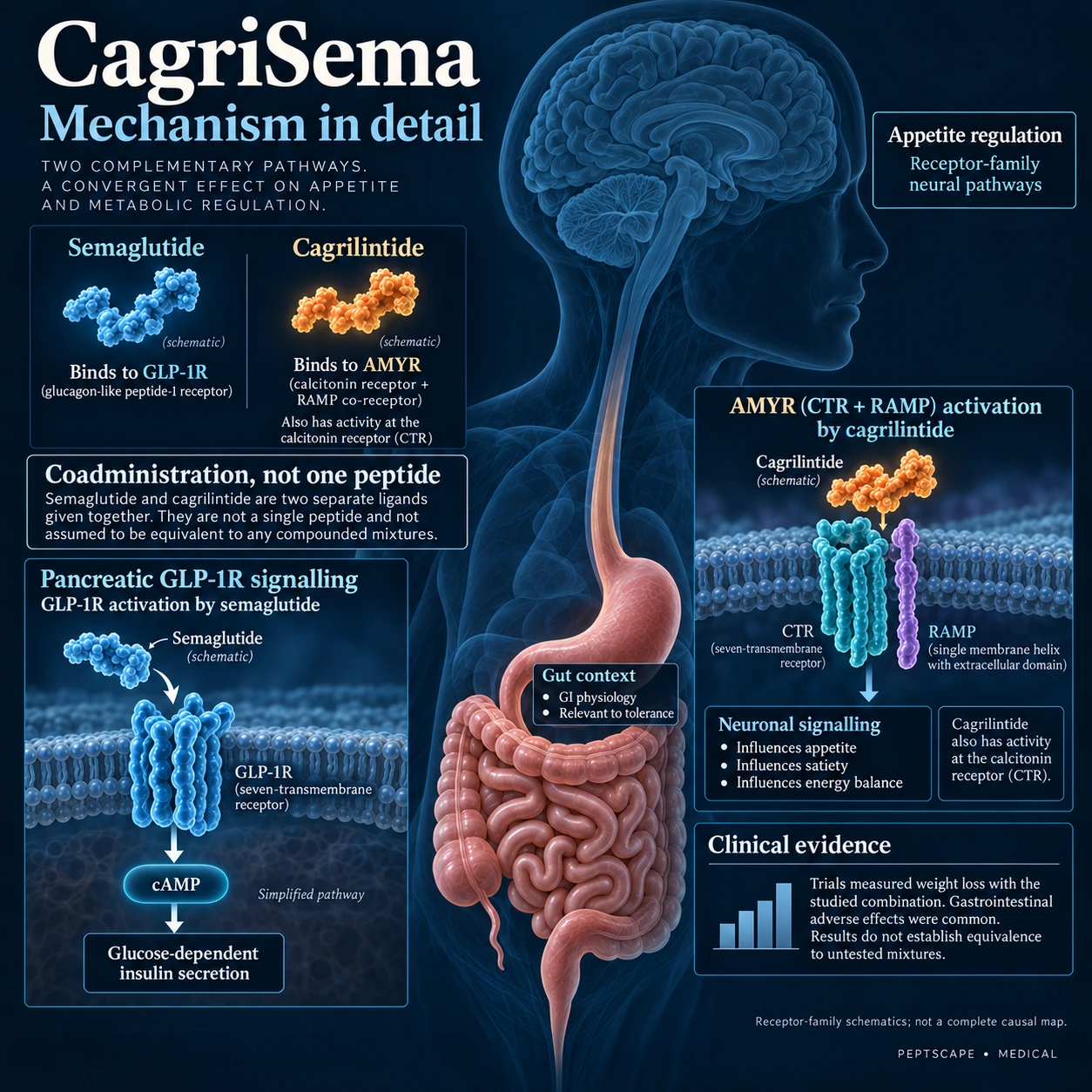 CagriSema: Medical scientific diagram. Open full size to read labels; evidence and limitations appear in the profile.