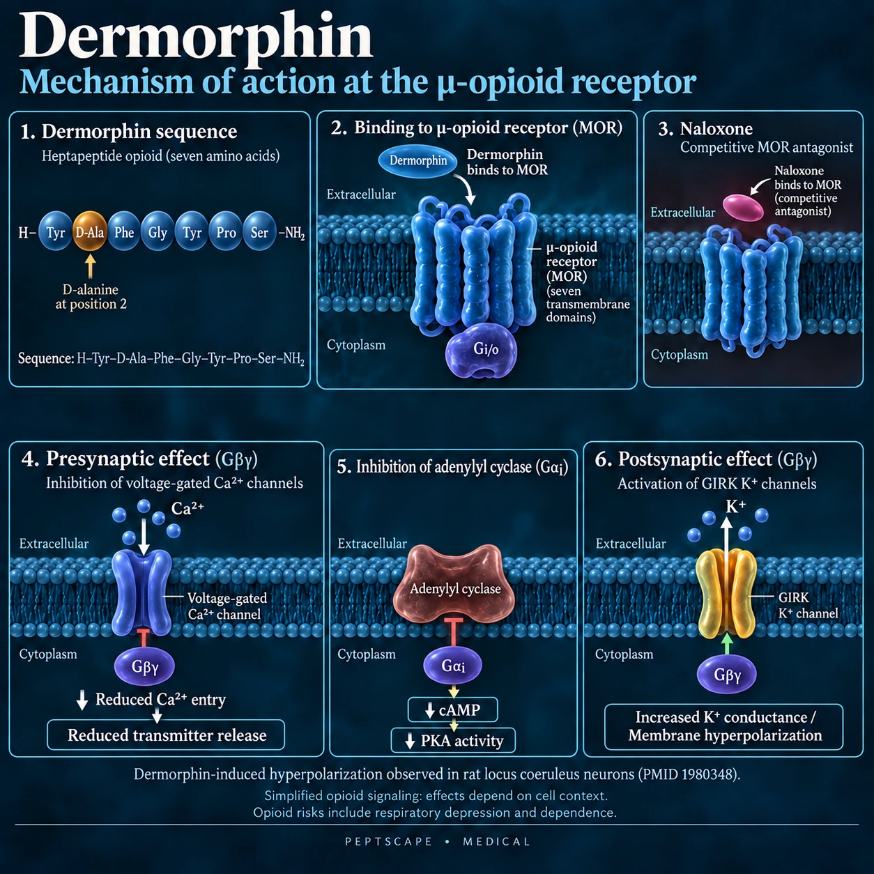Dermorphin: Medical scientific diagram. Open full size to read labels; evidence and limitations appear in the profile.