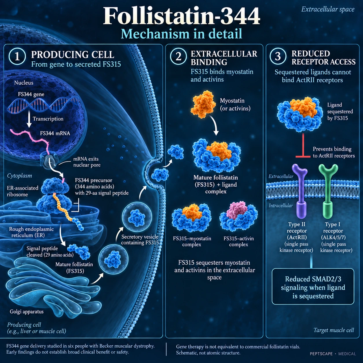Follistatin 344: Medical scientific diagram. Open full size to read labels; evidence and limitations appear in the profile.