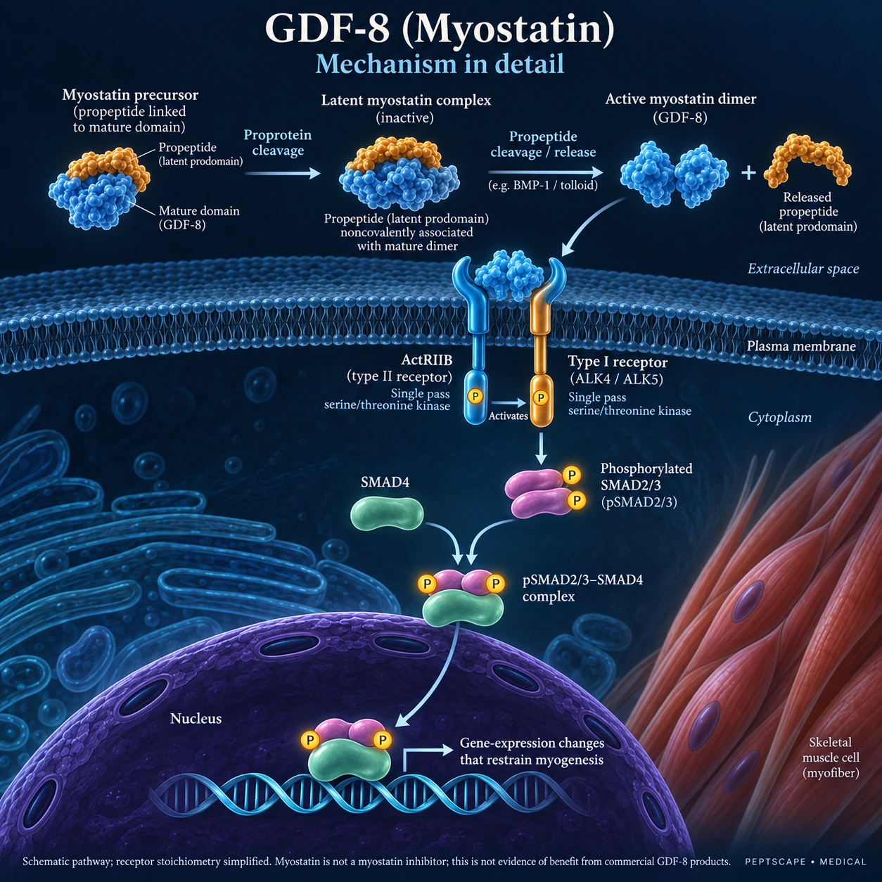 GDF-8 (Myostatin): Medical scientific diagram. Open full size to read labels; evidence and limitations appear in the profile.