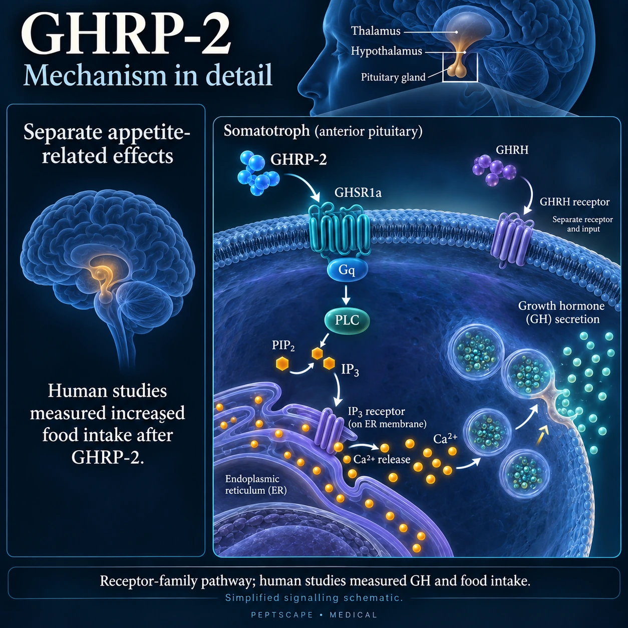 GHRP-2: Medical scientific diagram. Open full size to read labels; evidence and limitations appear in the profile.