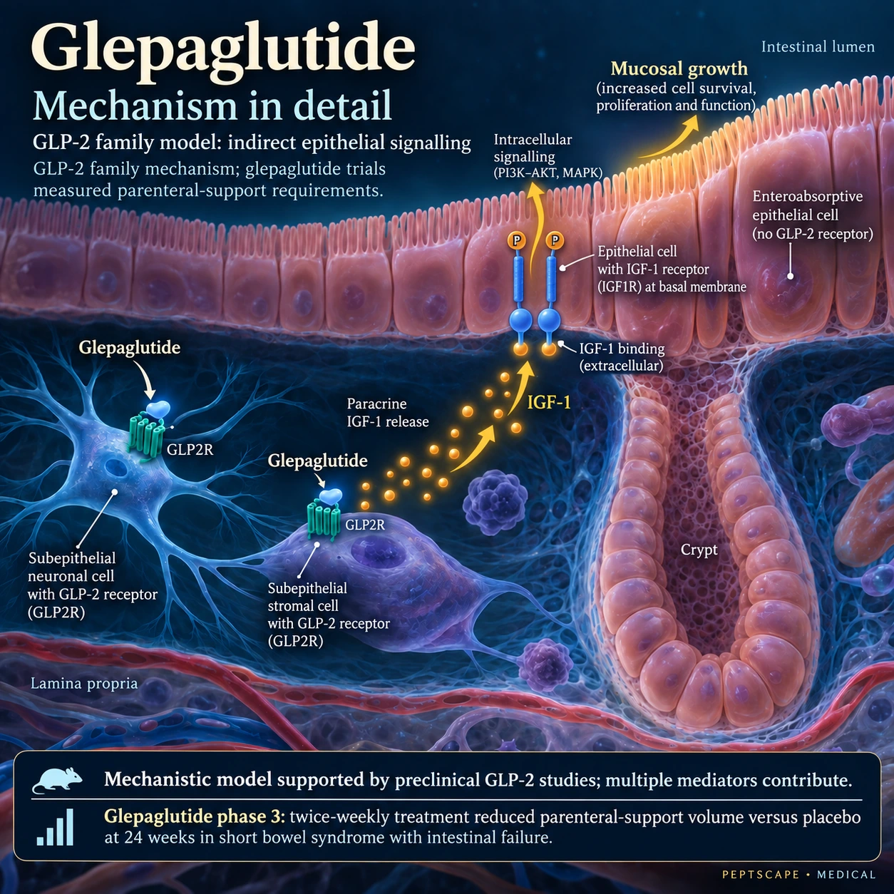 Glepaglutide: Medical scientific diagram. Open full size to read labels; evidence and limitations appear in the profile.