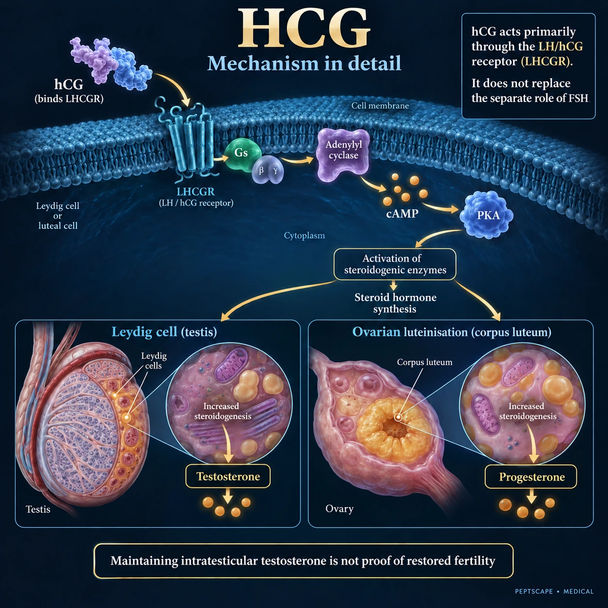 HCG: Medical scientific diagram. Open full size to read labels; evidence and limitations appear in the profile.