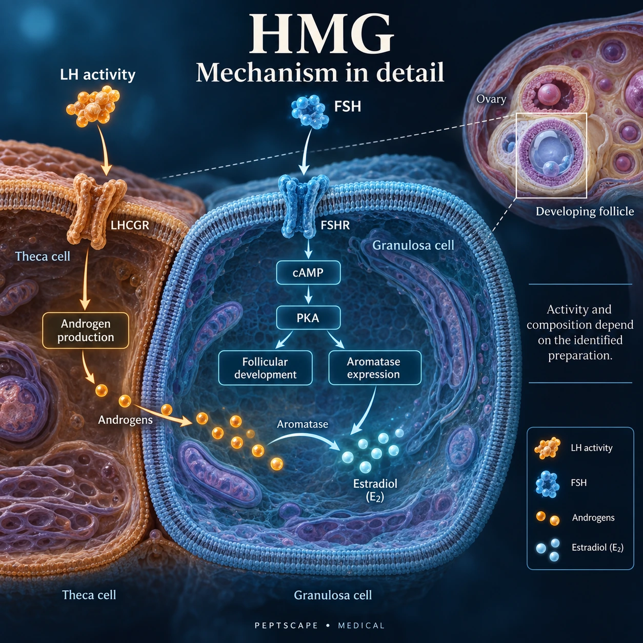 HMG: Medical scientific diagram. Open full size to read labels; evidence and limitations appear in the profile.