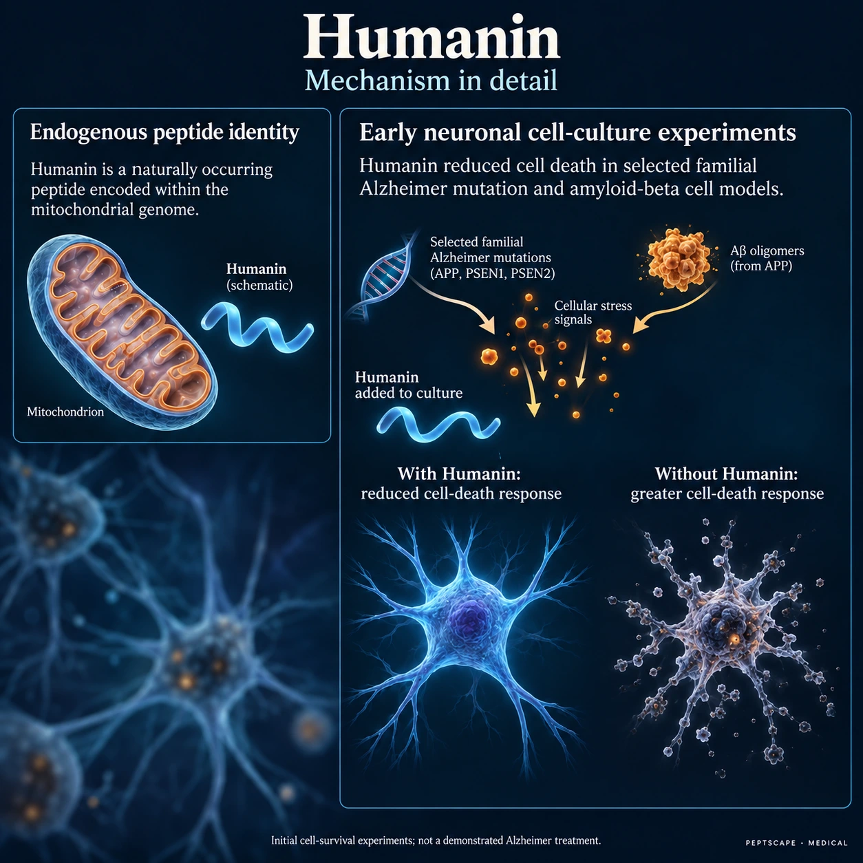 Humanin: Medical scientific diagram. Open full size to read labels; evidence and limitations appear in the profile.