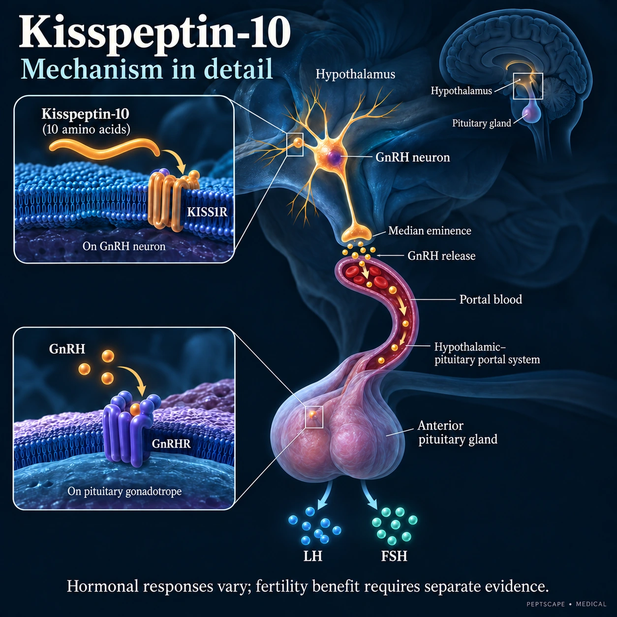 Kisspeptin-10: Medical scientific diagram. Open full size to read labels; evidence and limitations appear in the profile.