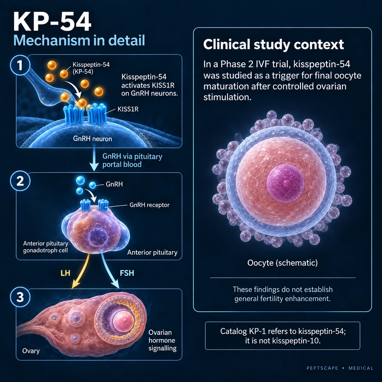 KP-54: Medical scientific diagram. Open full size to read labels; evidence and limitations appear in the profile.