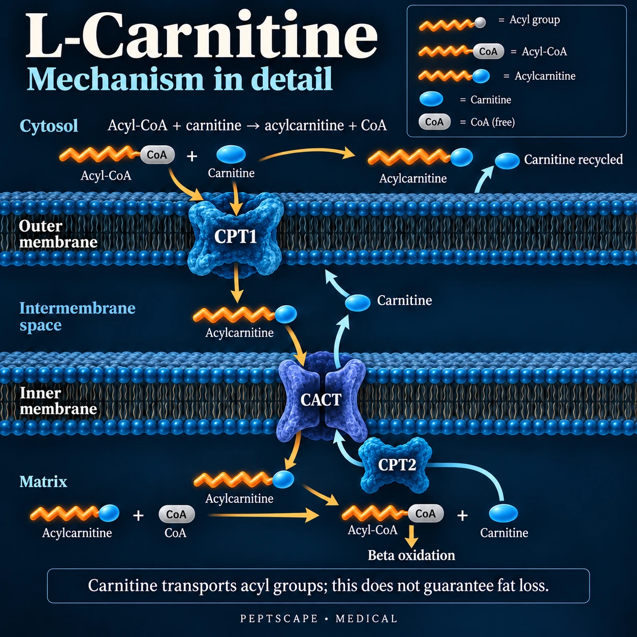 L-Carnitine: Medical scientific diagram. Open full size to read labels; evidence and limitations appear in the profile.
