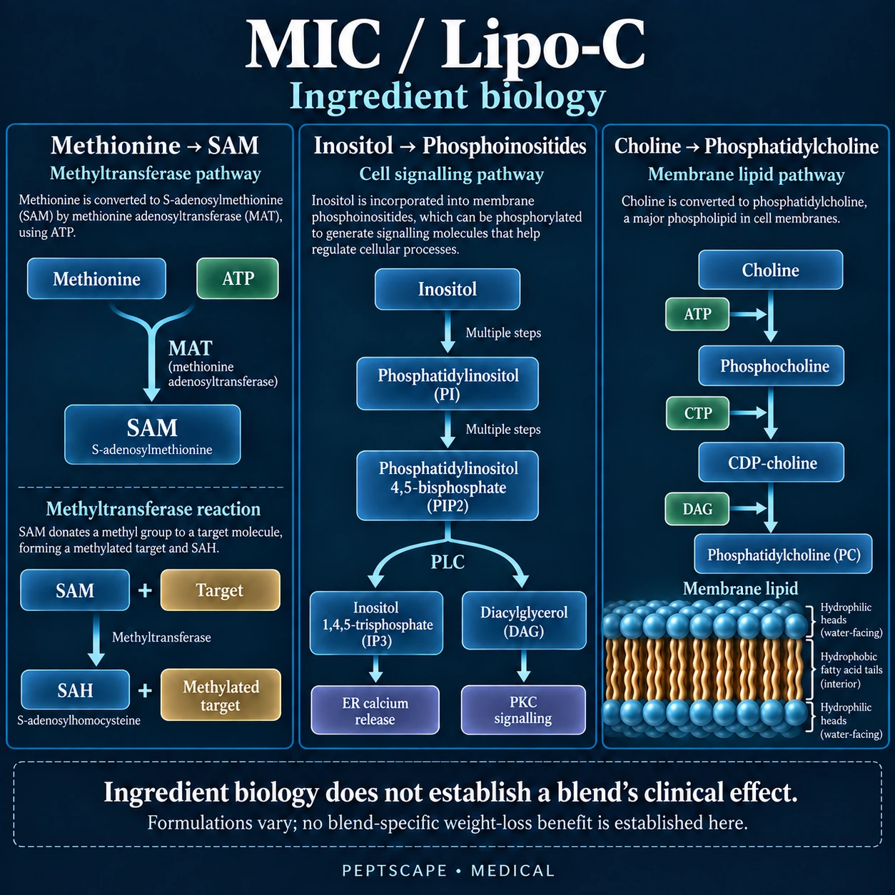 MIC / Lipo-C: Medical scientific diagram. Open full size to read labels; evidence and limitations appear in the profile.