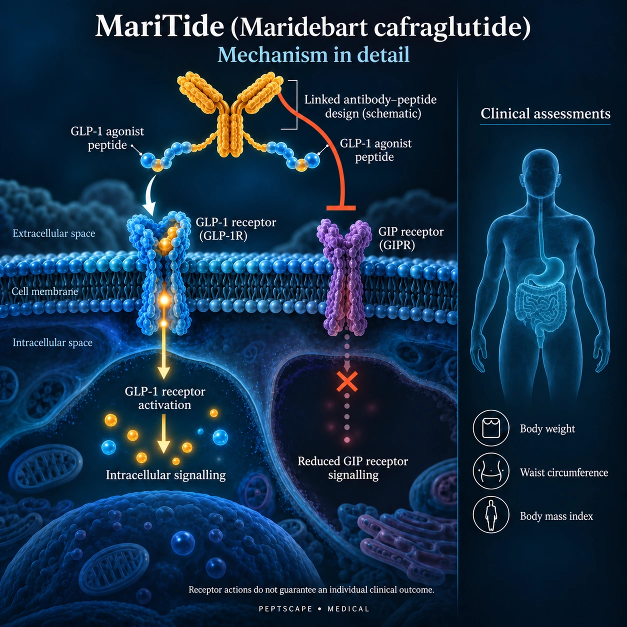 MariTide (Maridebart cafraglutide): Medical scientific diagram. Open full size to read labels; evidence and limitations appear in the profile.