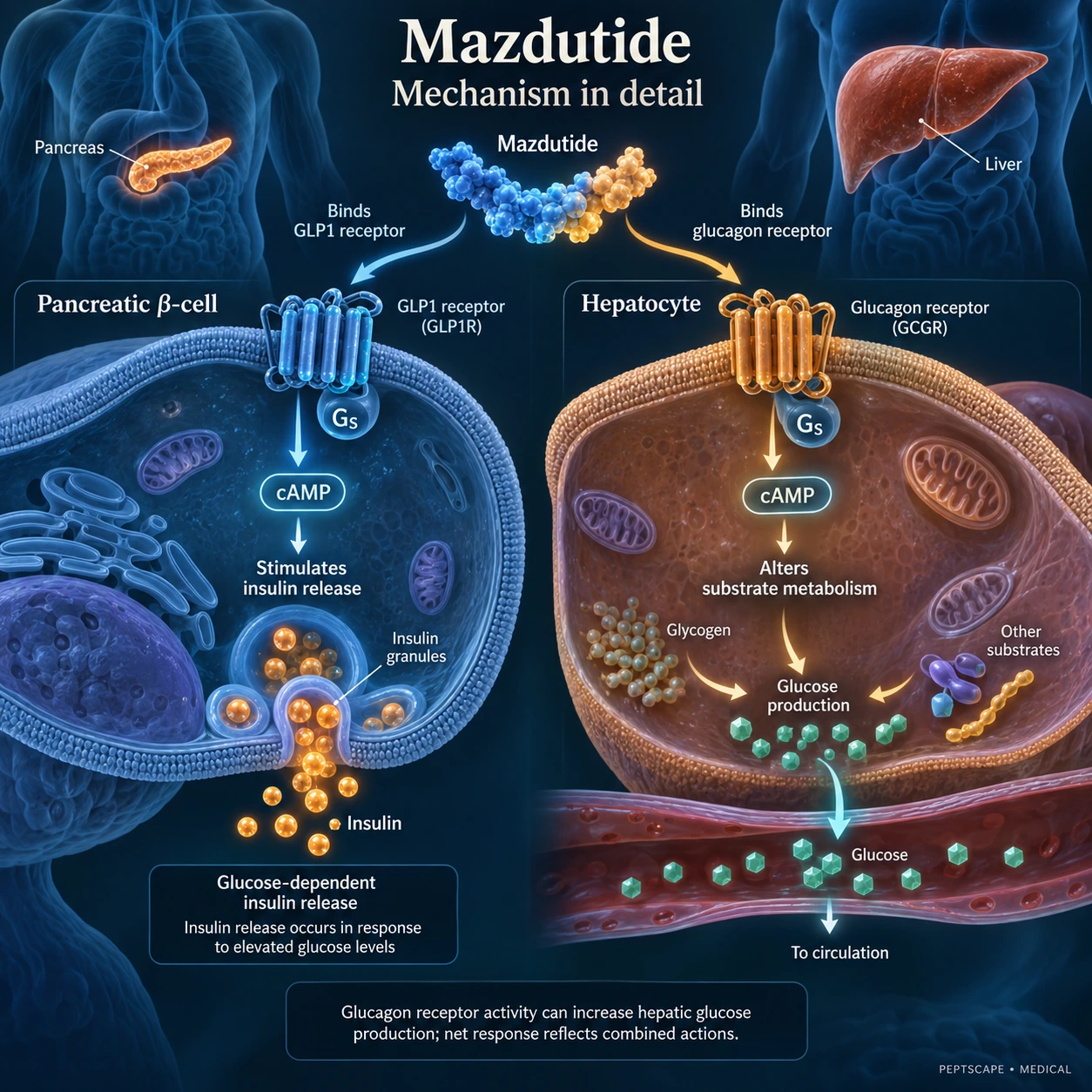 Mazdutide: Medical scientific diagram. Open full size to read labels; evidence and limitations appear in the profile.