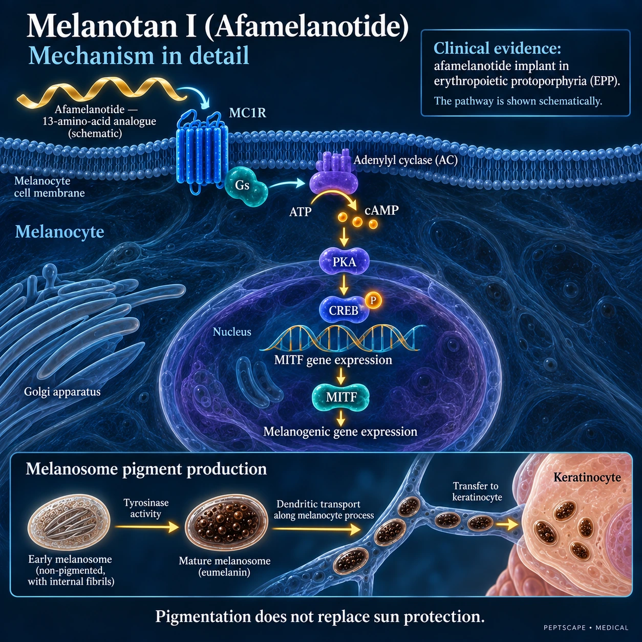 Melanotan I (Afamelanotide): Medical scientific diagram. Open full size to read labels; evidence and limitations appear in the profile.