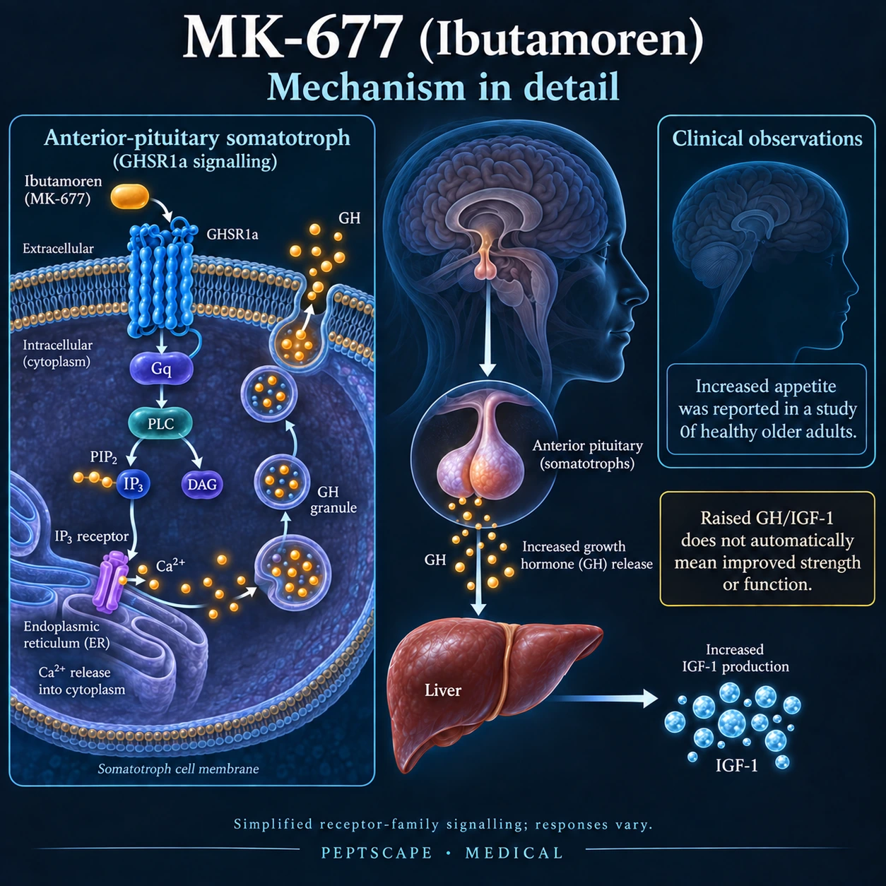 MK-677 (Ibutamoren): Medical scientific diagram. Open full size to read labels; evidence and limitations appear in the profile.