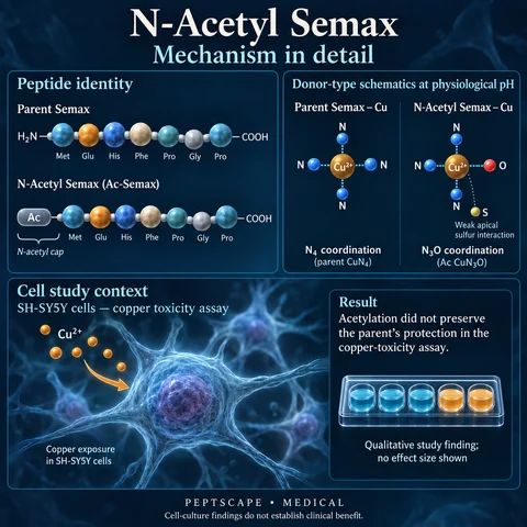 N-Acetyl Semax: Medical scientific diagram. Open full size to read labels; evidence and limitations appear in the profile.
