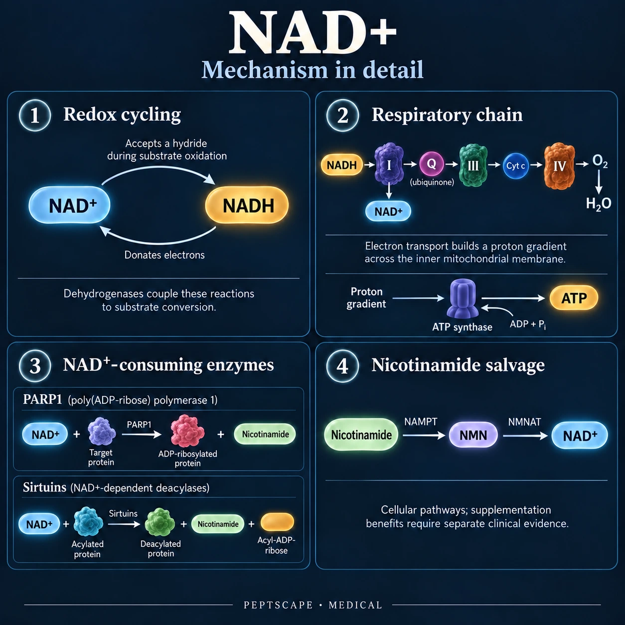 NAD+: Medical scientific diagram. Open full size to read labels; evidence and limitations appear in the profile.