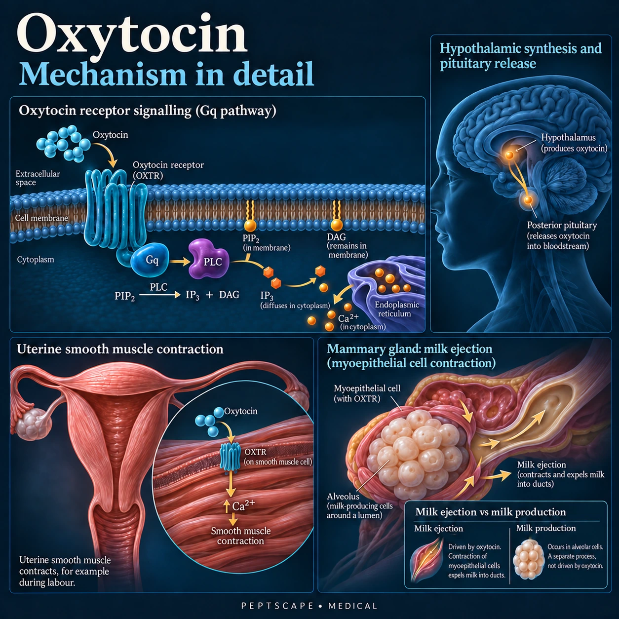 Oxytocin: Medical scientific diagram. Open full size to read labels; evidence and limitations appear in the profile.