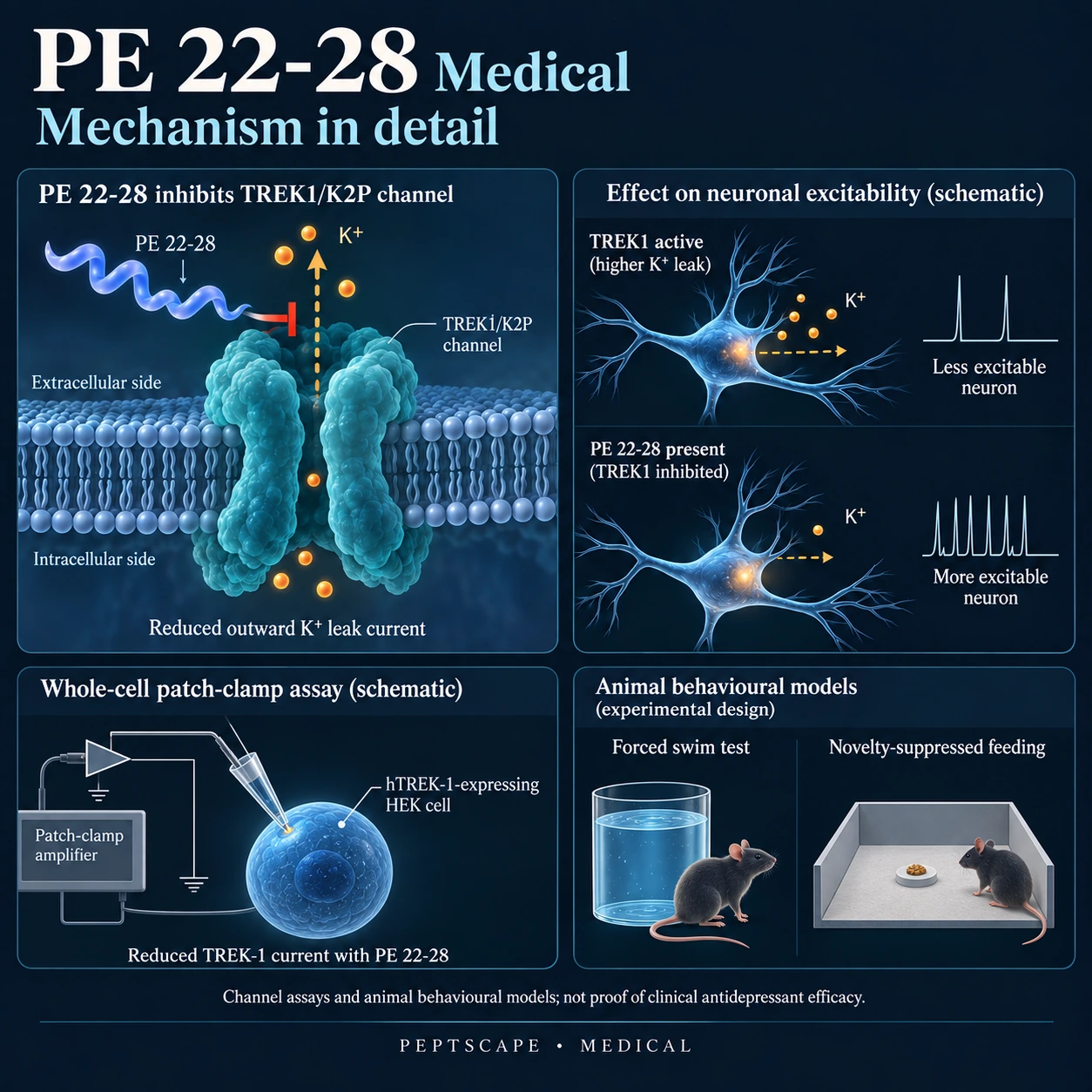 PE 22-28: Medical scientific diagram. Open full size to read labels; evidence and limitations appear in the profile.