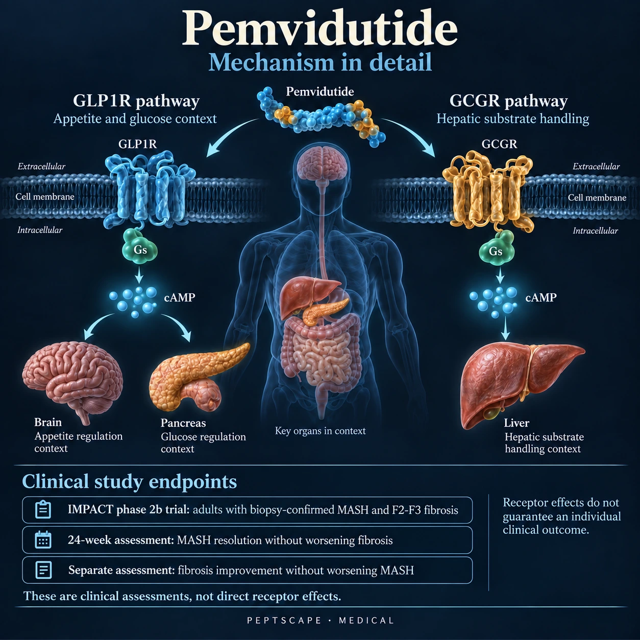 Pemvidutide: Medical scientific diagram. Open full size to read labels; evidence and limitations appear in the profile.