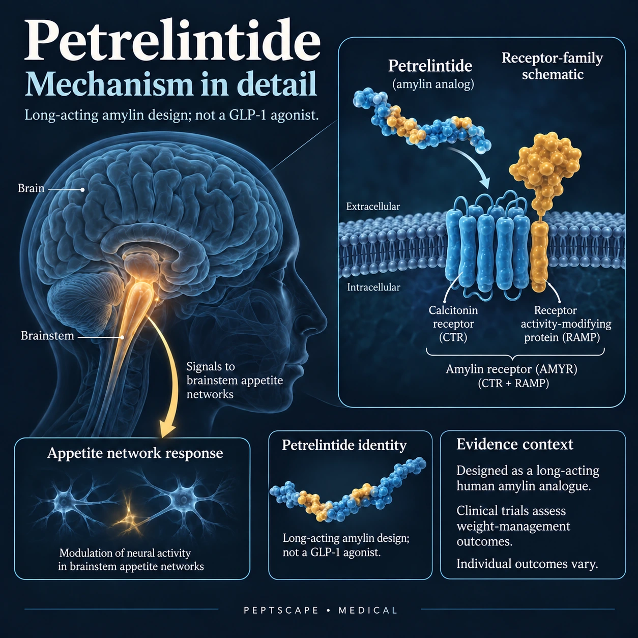 Petrelintide: Medical scientific diagram. Open full size to read labels; evidence and limitations appear in the profile.
