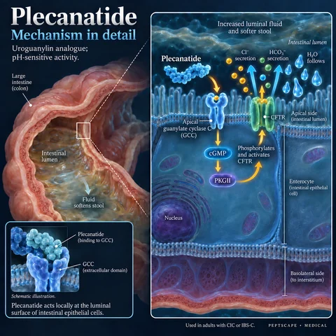 Plecanatide: Medical scientific diagram. Open full size to read labels; evidence and limitations appear in the profile.