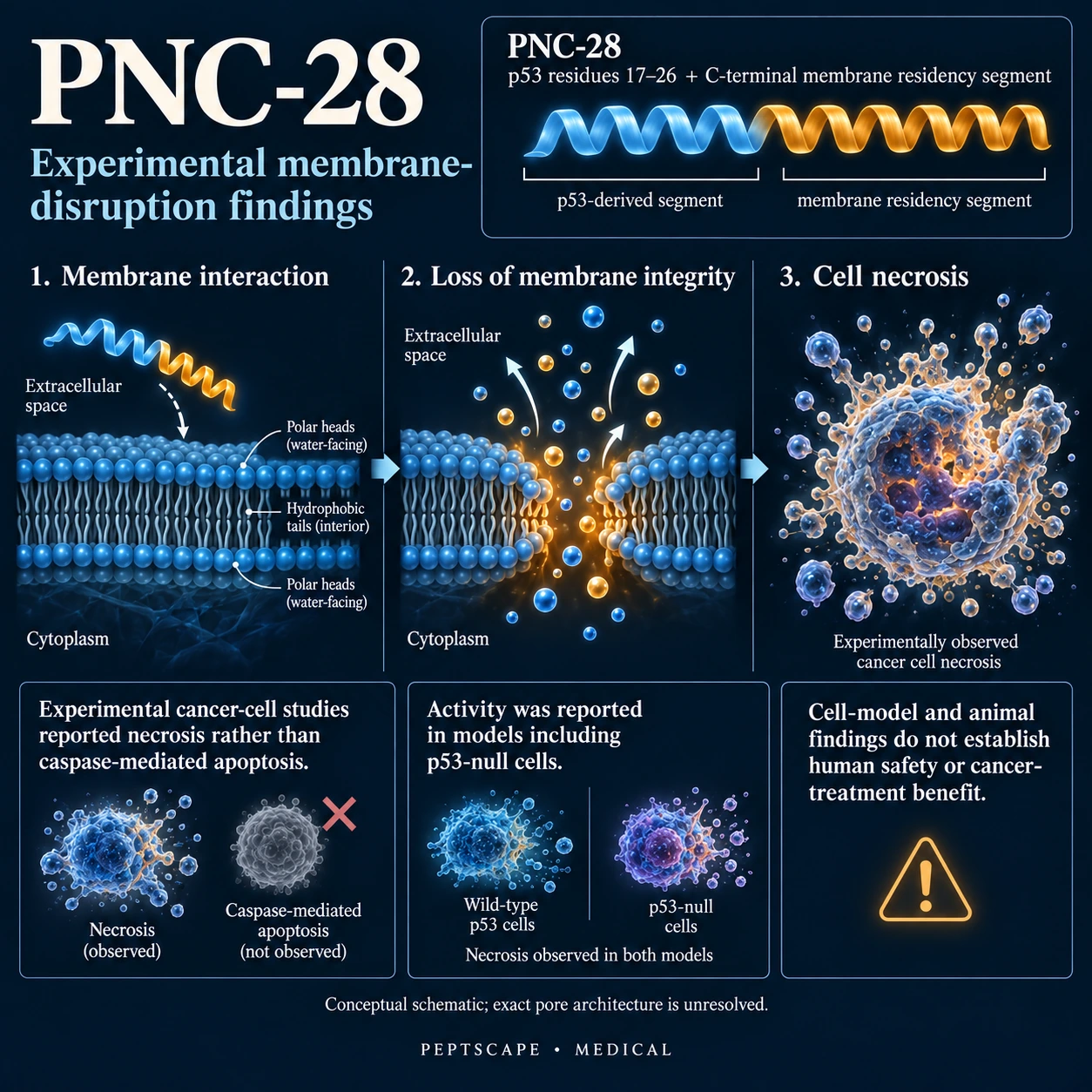 PNC-28: Medical scientific diagram. Open full size to read labels; evidence and limitations appear in the profile.