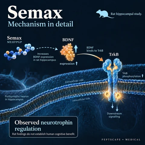 Semax: Medical scientific diagram. Open full size to read labels; evidence and limitations appear in the profile.