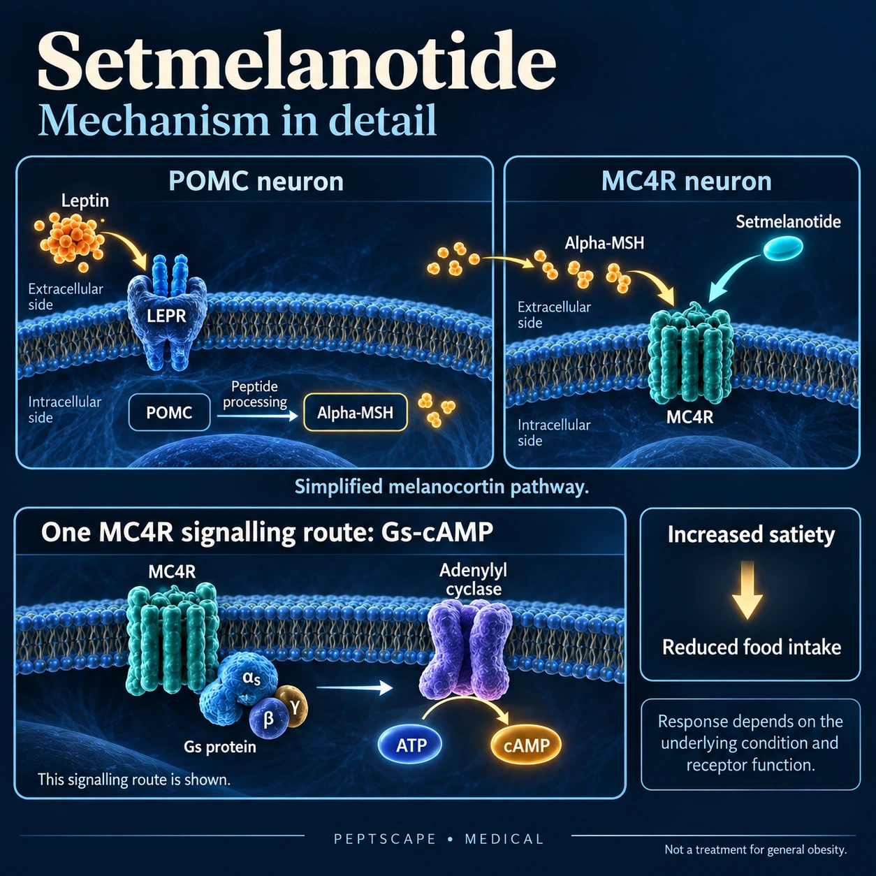 Setmelanotide: Medical scientific diagram. Open full size to read labels; evidence and limitations appear in the profile.