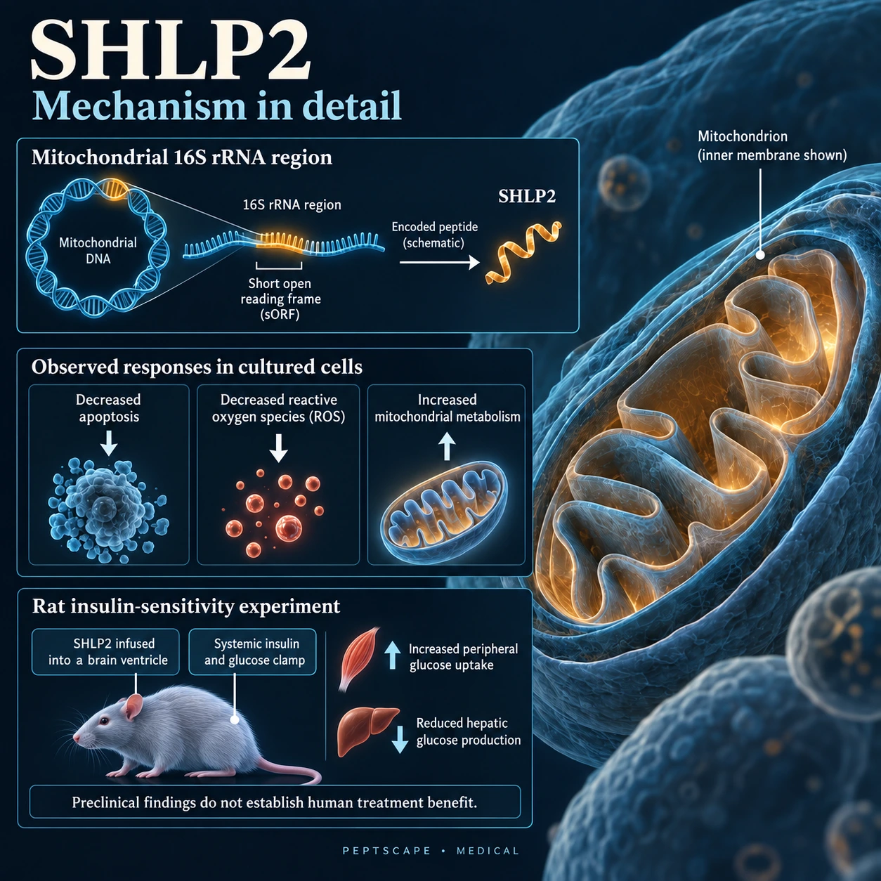 SHLP2: Medical scientific diagram. Open full size to read labels; evidence and limitations appear in the profile.
