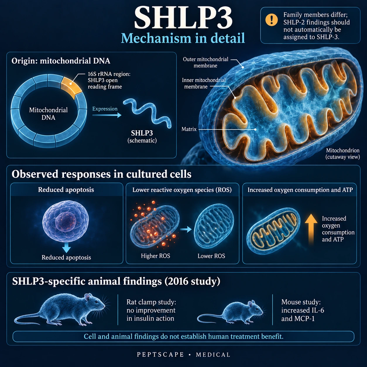 SHLP3: Medical scientific diagram. Open full size to read labels; evidence and limitations appear in the profile.