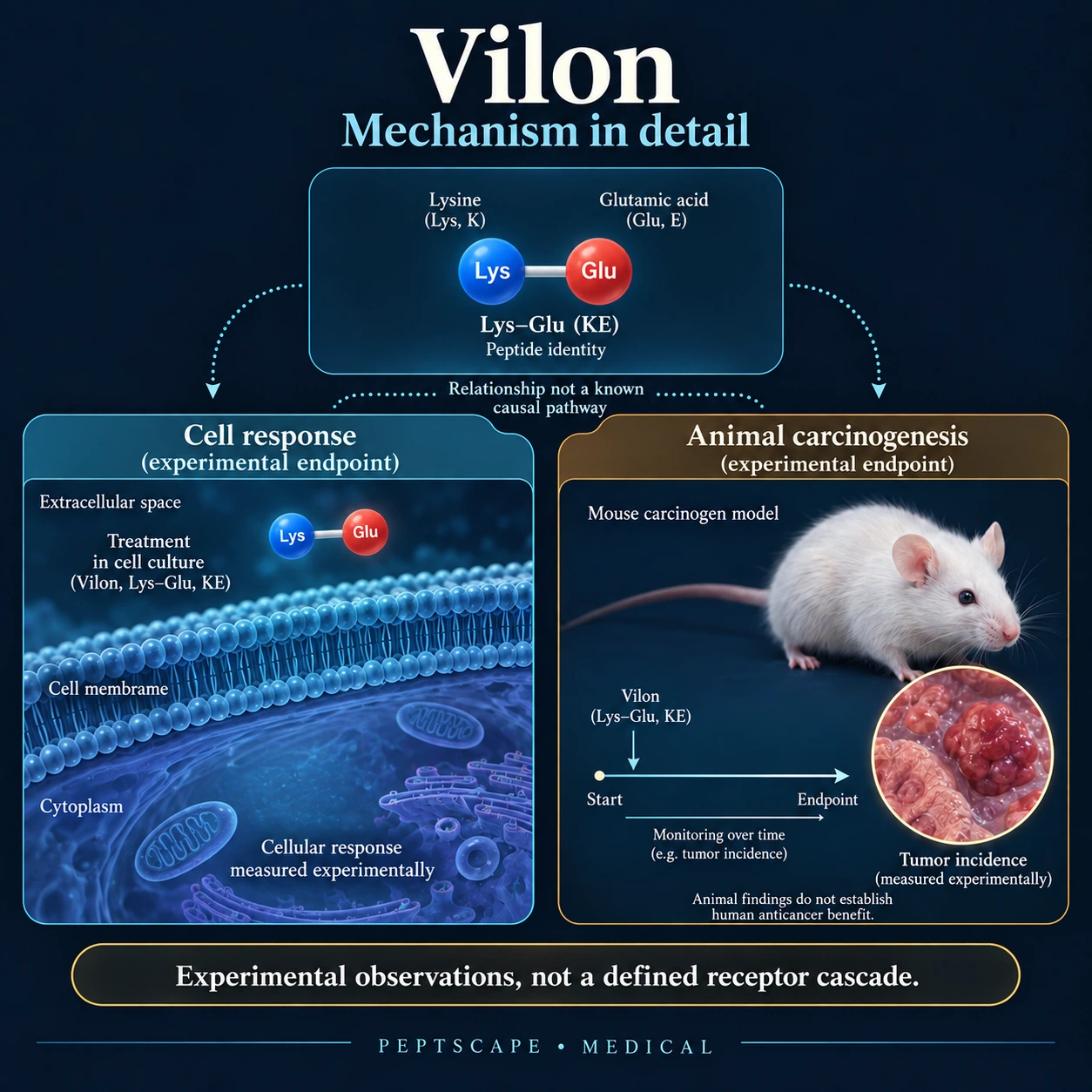 Vilon: Medical scientific diagram. Open full size to read labels; evidence and limitations appear in the profile.